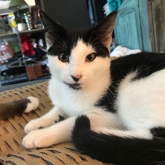 Hi. I’m Koda. I’m 1 year old now - Picture 10 of 14